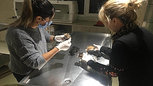 KEDİ KÖYÜNDE DÜZENLİ SAĞLIK KONTROLLERİ GERÇEKLEŞTİRİLİYOR