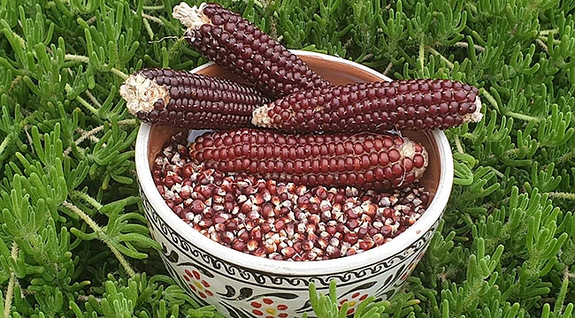 ATALIK TOHUMU ÜRETİMLERİ DEVAM EDİYOR