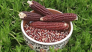 ATALIK TOHUMU ÜRETİMLERİ DEVAM EDİYOR