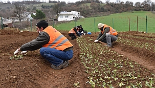 BAŞKAN ÖZ: SALEP FİDELERİNİ TOPRAKLA BULUŞTURDUK