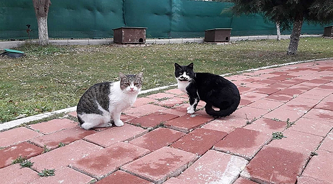 KEDİ KÖYÜ SAKİNLERİ SAĞLIK KONTROLÜNDEN GEÇTİ