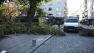 PARK VE BAHÇELER MÜDÜRLÜĞÜNDEN BUDAMA ÇALIŞMASI