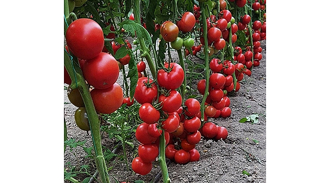 ZAM ŞAMPİYONU DOMATES