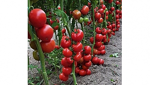 ZAM ŞAMPİYONU DOMATES