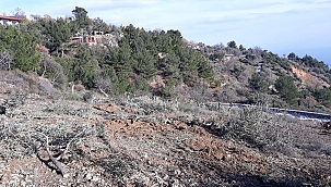 AYVACIK BELEDİYESİ ZEYTİN KATLİAMINA SORUŞTURMA BAŞLATTI