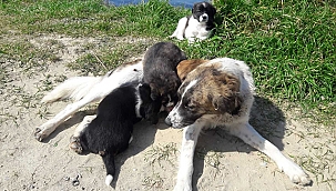 ÇANAKKALE BELEDİYESİ CAN DOSTLARIMIZ İÇİN ÇALIŞMALARINA DEVAM EDİYOR