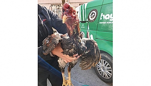 HOROZ DÖVÜŞLERİNDE 54 KİŞİ YAKALANDI!