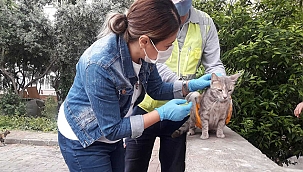 CAN DOSTLARIN SAĞLIK TARAMALARI DEVAM EDİYOR