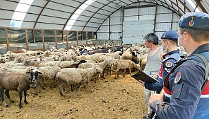 HAYVAN HIRSIZLIĞI OLAYI AYDINLATILDI!