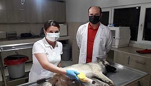 YARALI CAN DOST GÖZETİM ALTINA ALINDI