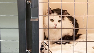 HAYVAN HAKLARI YASASI'NDA SONA GELİNDİ!