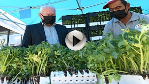 LAPSEKİ'DE 30 BİN DOMATES FİDESİ DAĞITILDI