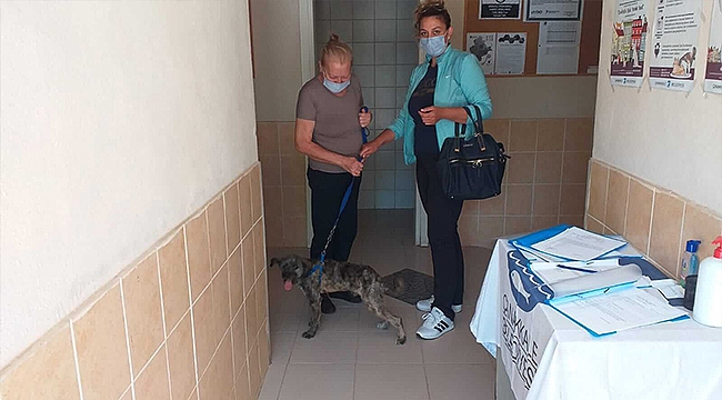 SOKAK HAYVANLARINA YÖNELİK ÇALIŞMALAR HIZ KESMİYOR