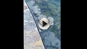 TURİZM CENNETİ ALARM VERİYOR!