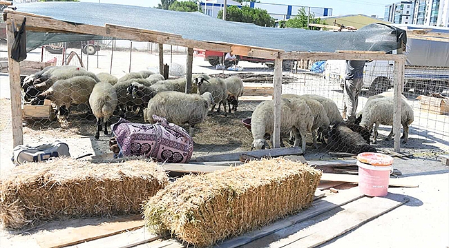 BAŞKAN GÖKHAN KURBAN SATIŞ VE KESİM ALANINI DENETLEDİ