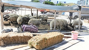 BAŞKAN GÖKHAN KURBAN SATIŞ VE KESİM ALANINI DENETLEDİ