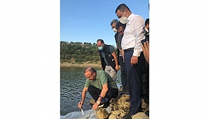 PULLU SAZAN BALIĞI YAVRULARI GÖLETE BIRAKILDI