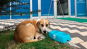 YAZ SICAKLARINDA SOKAK HAYVANLARINA DESTEK