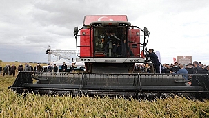 "DAMLAYA DAMLAYA ÇELTİK OLUR" PROJESİ TARLA GÜNÜ VE HASAT ŞENLİĞİ YAPILDI