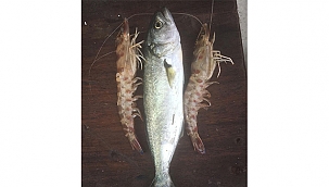 DÜNYADA ADI ARTIK "KARABİGA KARİDESİ"