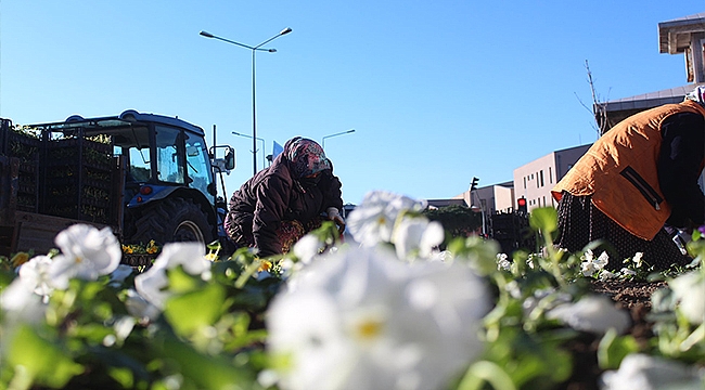 LAPSEKİ'DE KIŞ ÇİÇEKLERİ AÇTI