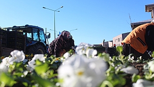 LAPSEKİ'DE KIŞ ÇİÇEKLERİ AÇTI