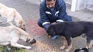 BİGA BELEDİYESİ SOKAK HAYVANLARINI UNUTMADI