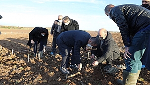 LAVANTA FİDANLARI TOPRAKLA BULUŞTU