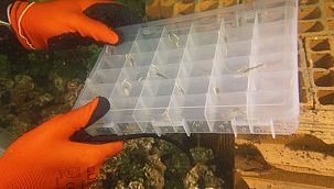 300 ISTAKOZ YAVRUSU ÇANAKKALE BOĞAZINA BIRAKILDI