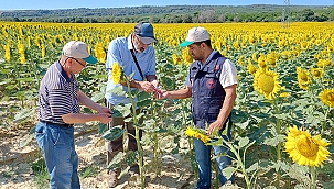 ÇANAKKALE TARIMINA TIRTIL TEHDİDİ!