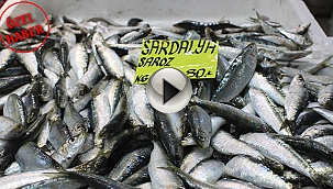 SARDALYA'NIN KİLOSU 80 TL'YE KADAR DÜŞTÜ