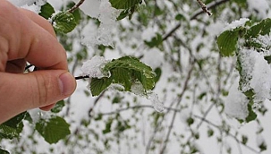 METEOROLOJİDEN ZİRAİ DON UYARISI!