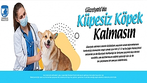 GÜZELYALI'DA KÜPESİZ KÖPEK KALMASIN