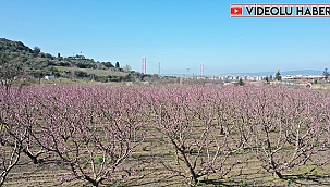 LAPSEKİ ŞEFTALİSİ ÇİÇEK AÇTI