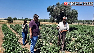 130 BİN DOMATES FİDESİ ÜRETİCİYLE BULUŞTU