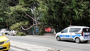 ARACIN ÜZERİNE AĞAÇ DEVRİLDİ