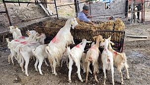 YANGININ AÇTIĞI YARA, EL BİRLİĞİYLE SARILIYOR