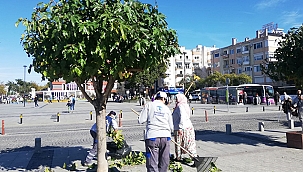 PARK VE BAHÇELER MÜDÜRLÜĞÜNDEN BUDAMA ÇALIŞMASI