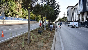 ATİKHİSAR CADDESİ LAVANTALAR İLE DONATILDI