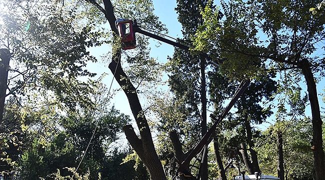 HALK BAHÇESİNDE ÇÜRÜYEN AĞAÇLAR BUDANIYOR