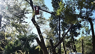 HALK BAHÇESİNDE ÇÜRÜYEN AĞAÇLAR BUDANIYOR