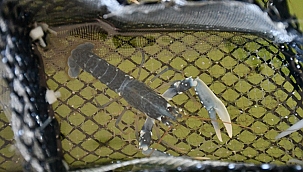 ISTAKOZ STOK DESTEKLEME PROGRAMI YERİNDE İNCELENDİ