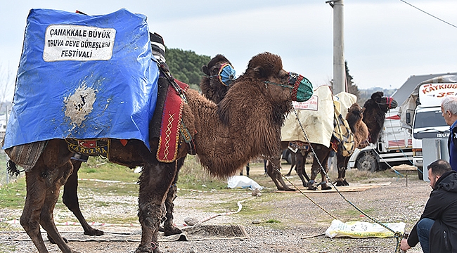 BÜYÜK TRUVA DEVE GÜREŞLERİ FESTİVALİ'NE BÜYÜK İLGİ