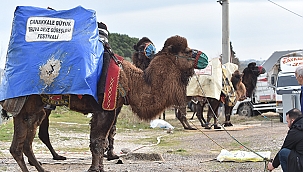 BÜYÜK TRUVA DEVE GÜREŞLERİ FESTİVALİ'NE BÜYÜK İLGİ