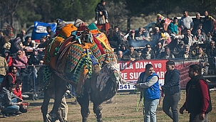 GEYİKLİ'DE FESTİVAL COŞKUSU
