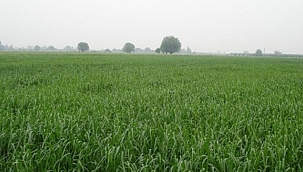 YEM BİTKİLERİ DESTEKLEME BAŞVURULARI BAŞLADI