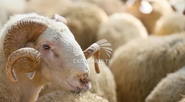 2024 KURBAN KESİM BEDELLERİ BELLİ OLDU