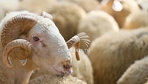 2024 KURBAN KESİM BEDELLERİ BELLİ OLDU