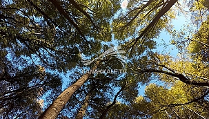 ORMANLIK ALANLARA GİRİŞ YASAKLANDI!