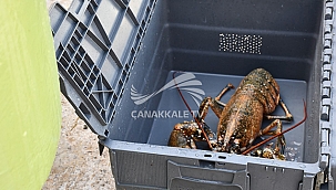 ÇOMÜ TARAFINDAN YETİŞTİRİLEN ISTAKOZ YAVRULARI DENİZE BIRAKILDI